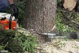 Trusted Brownsville, FL Tree Care Experts
