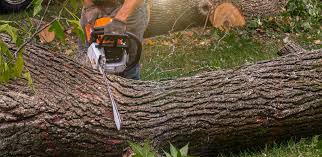 Tree and Shrub Care in Brownsville, FL